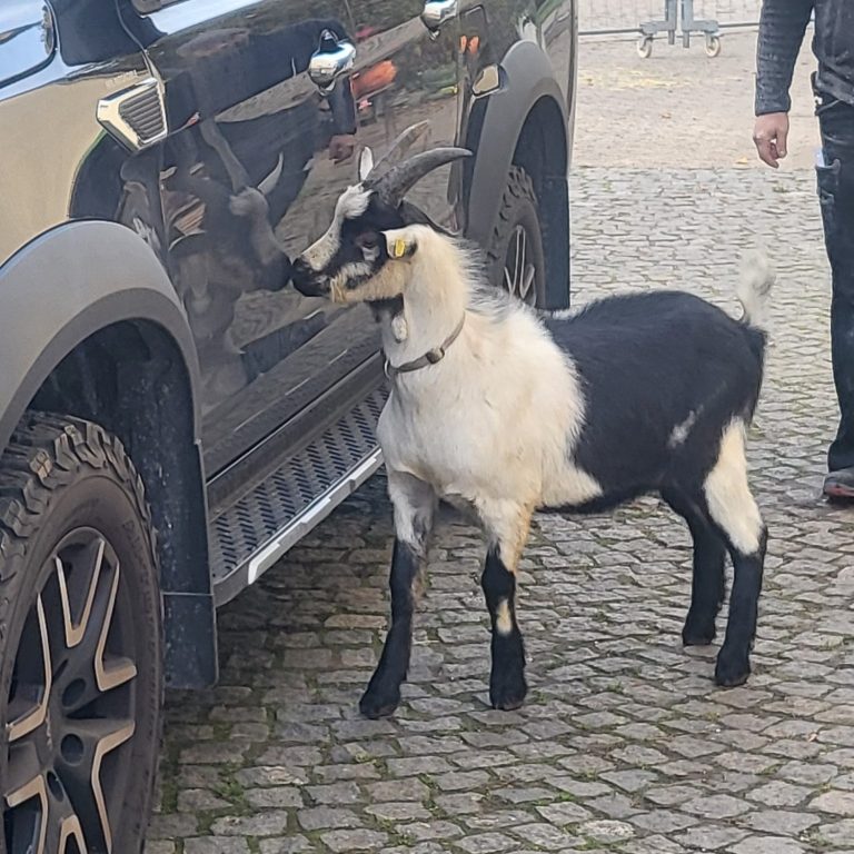 Frau mit Zopf lächelt neben einer Ziege, trägt einen Wollpullover und eine Mütze.